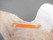 Шкура коровы ковер натуральная бежевая арт.: 31391 - T69d64649e46c8716101748