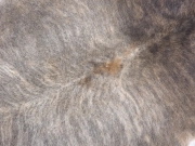 Шкура коровы натуральная экзотическая светлая арт.: 31385 - T69d3b1b8e08fd670434678