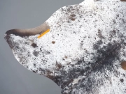 Шкура коровы натуральная соль и перец арт.: 31302 - T691dbfa8316ca765408407