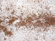 Шкура коровы натуральная соль и перец арт.: 31303 - T691dc0f44714f054447711