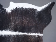 Шкура коровы натуральная соль и перец арт.: 31275 - T68d148d6b03ea043703125