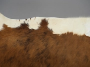 Шкура коровы натуральная тигровая с белым животом арт.: 24660 - T652d48869d1eb812166966